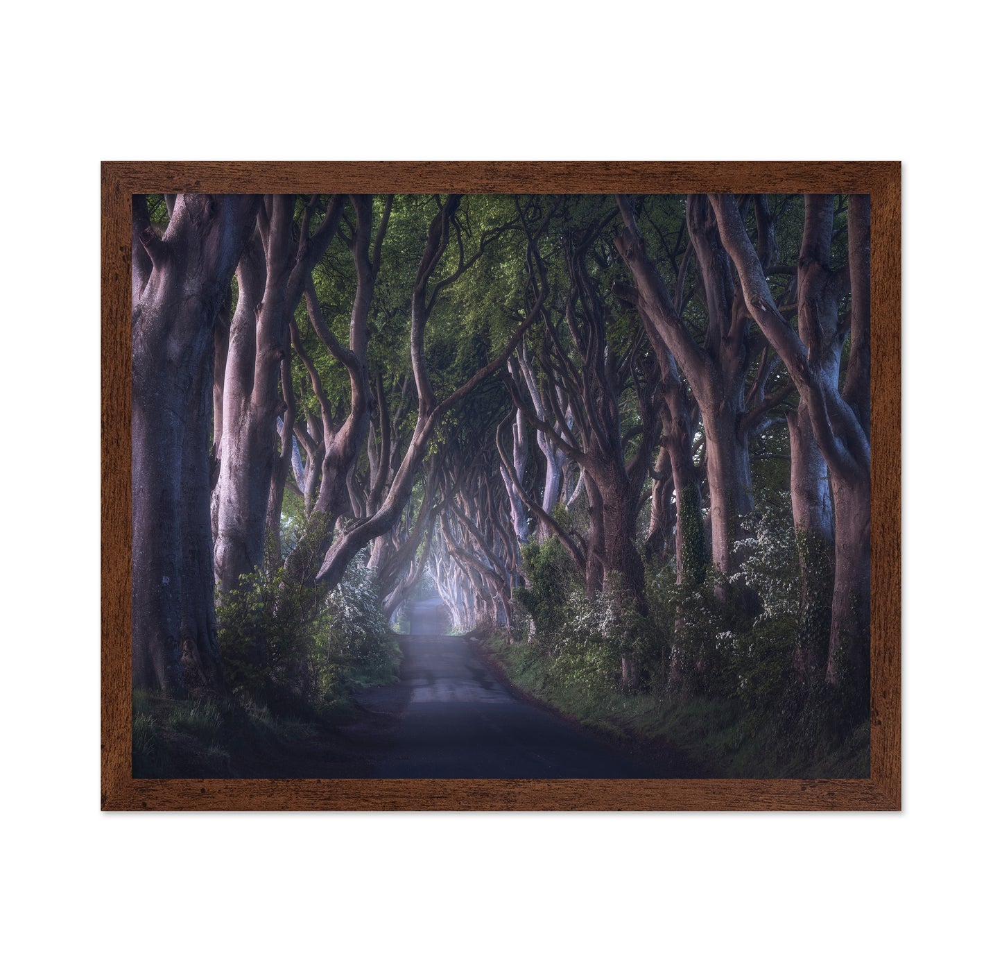 The Dark Hedges