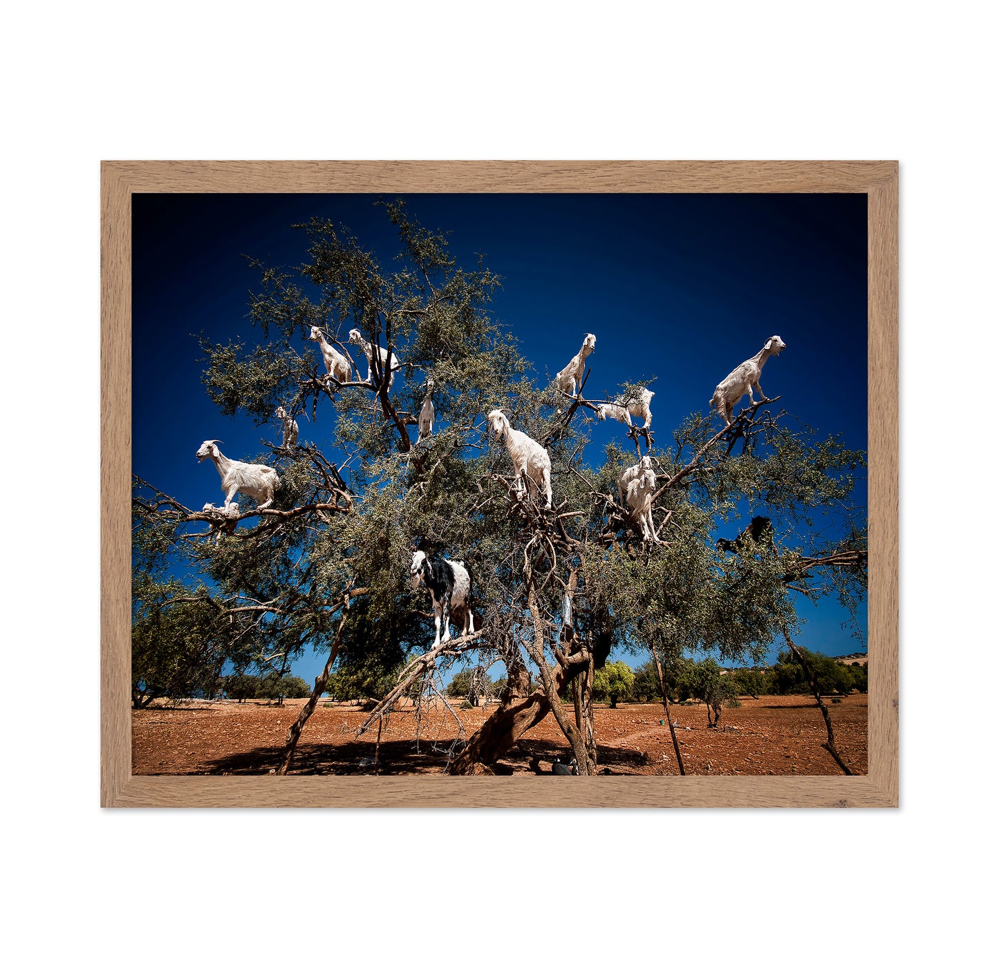 Argan Goats