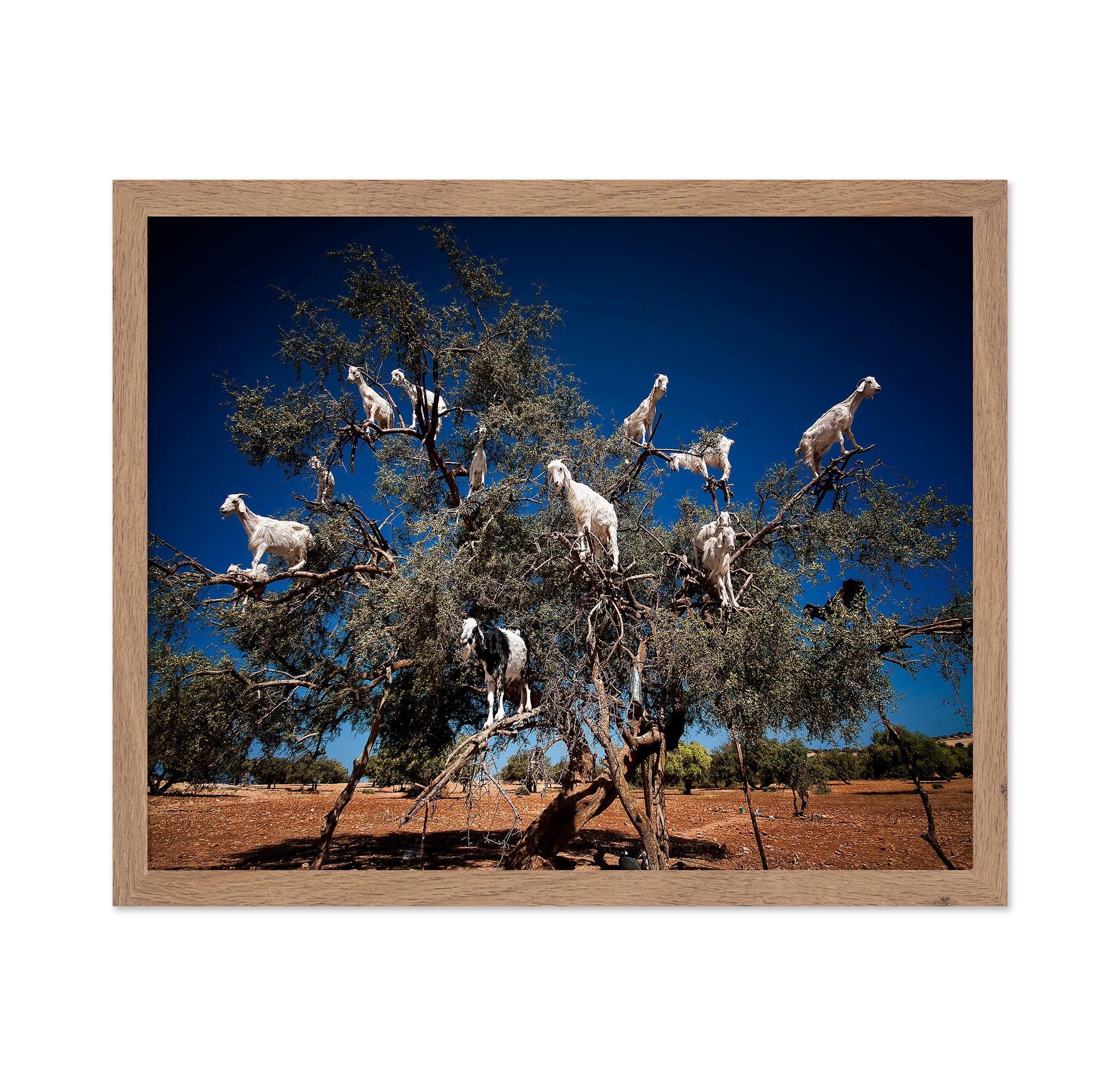 Argan Goats