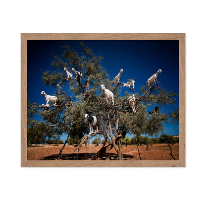 Argan Goats