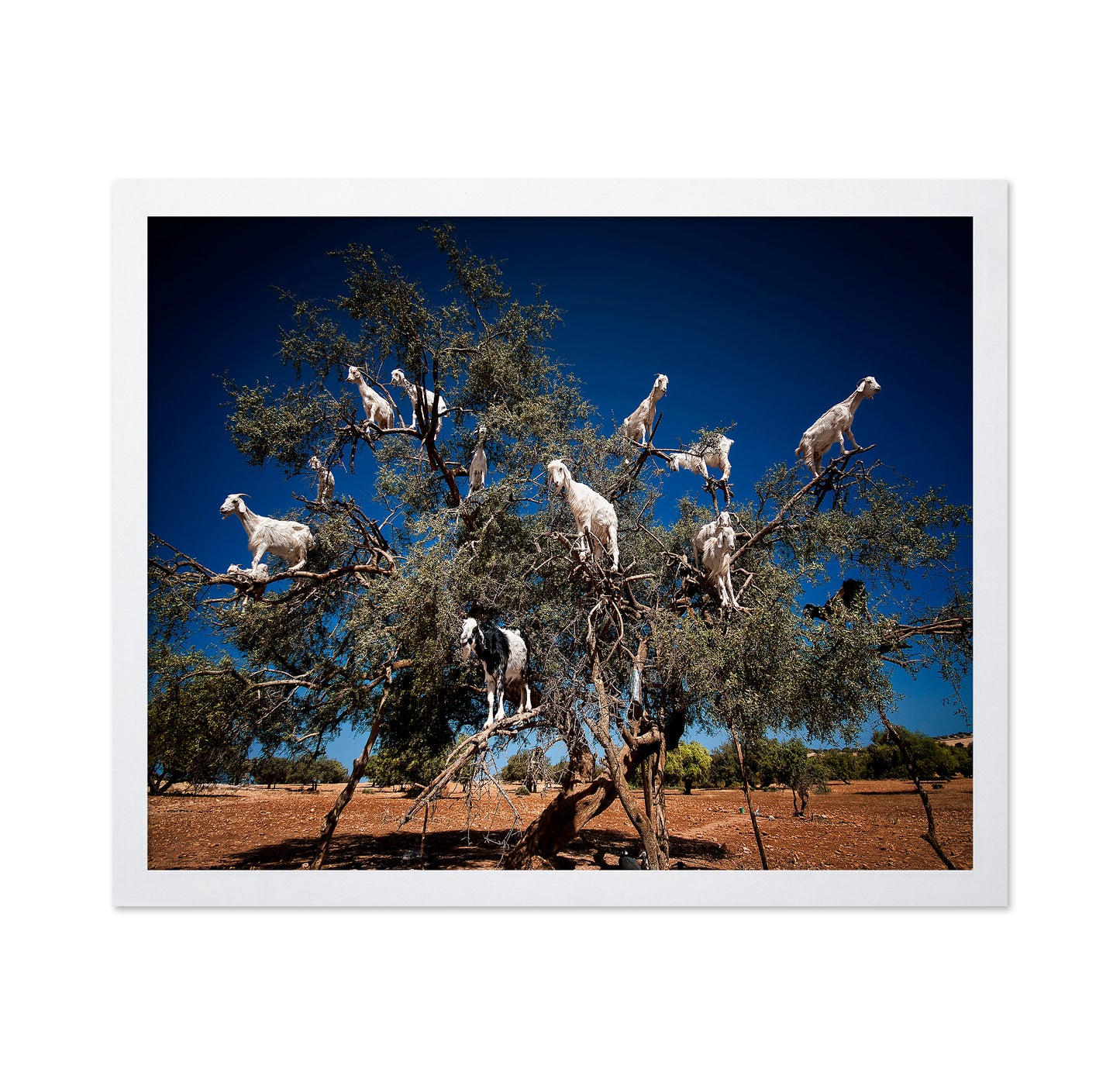 Argan Goats