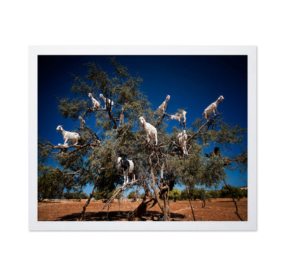 Argan Goats