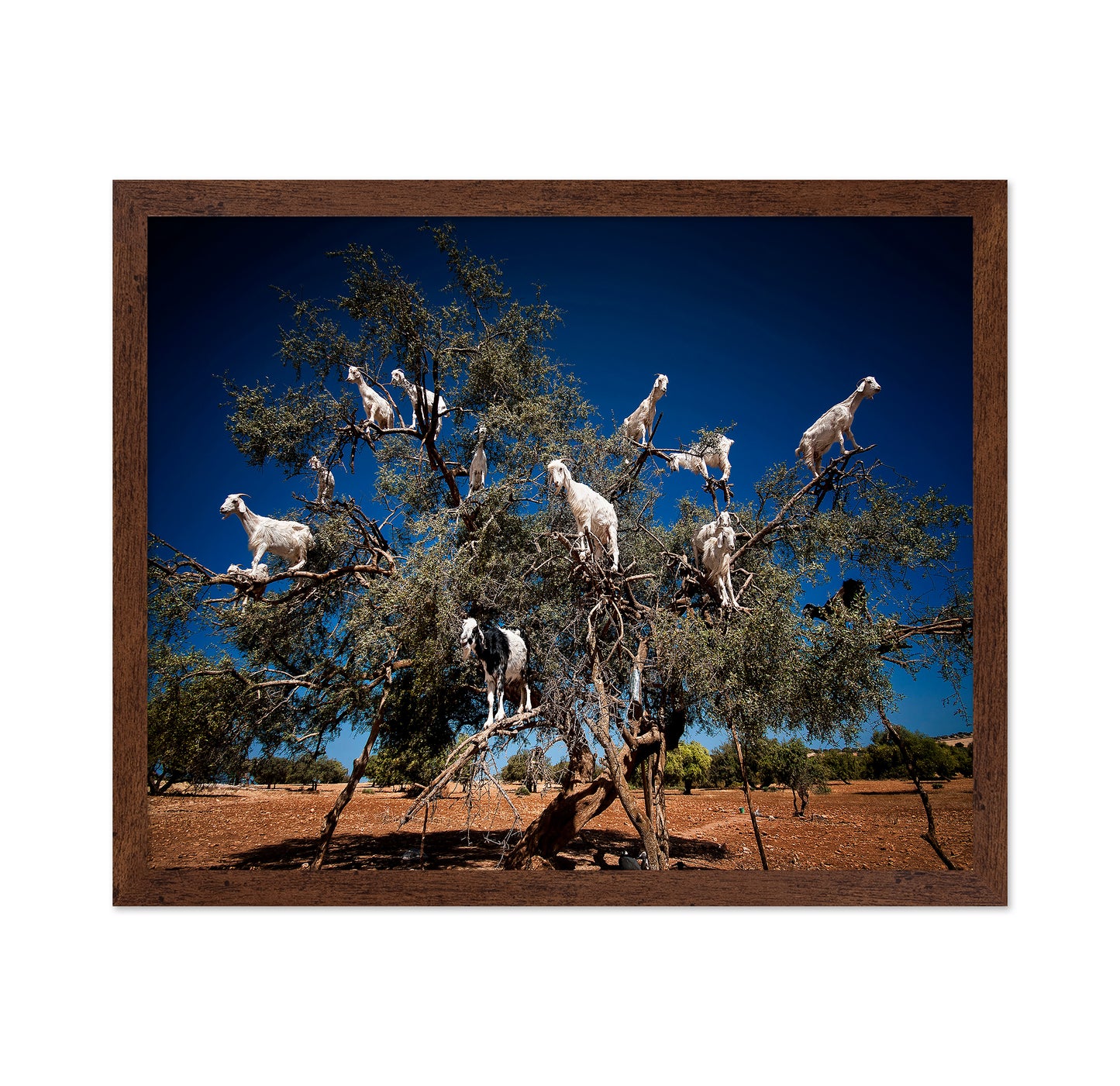Argan Goats