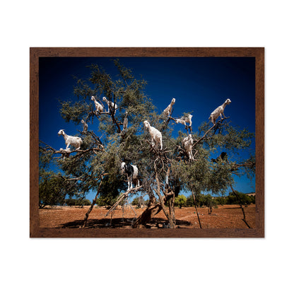 Argan Goats