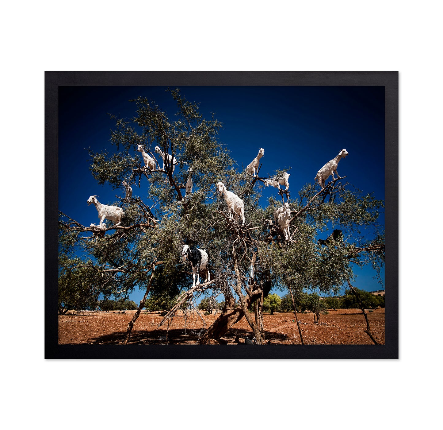 Argan Goats