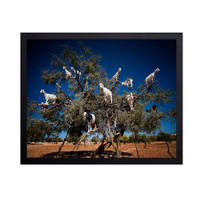 Argan Goats