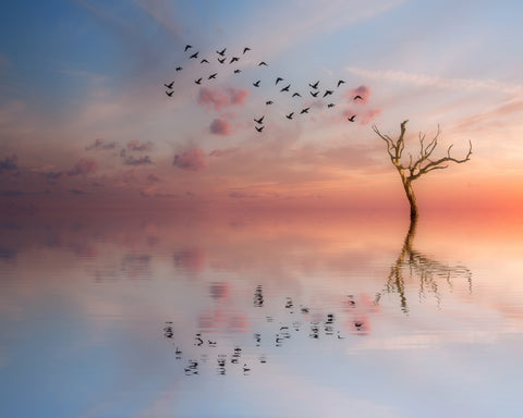 Nature's Peace