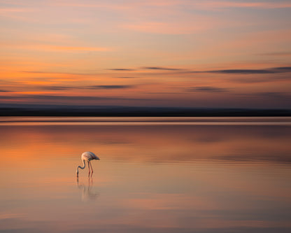 Golden Solitude