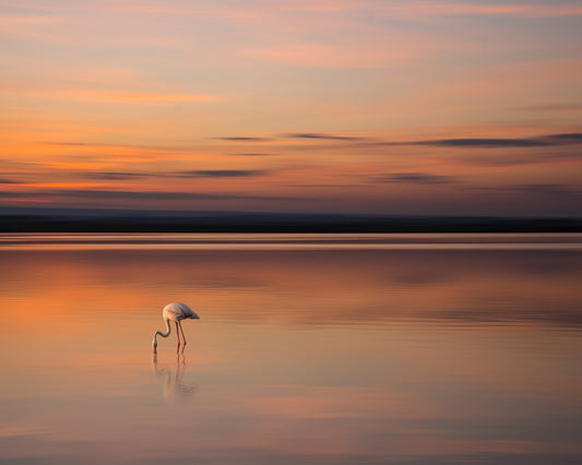 Golden Solitude