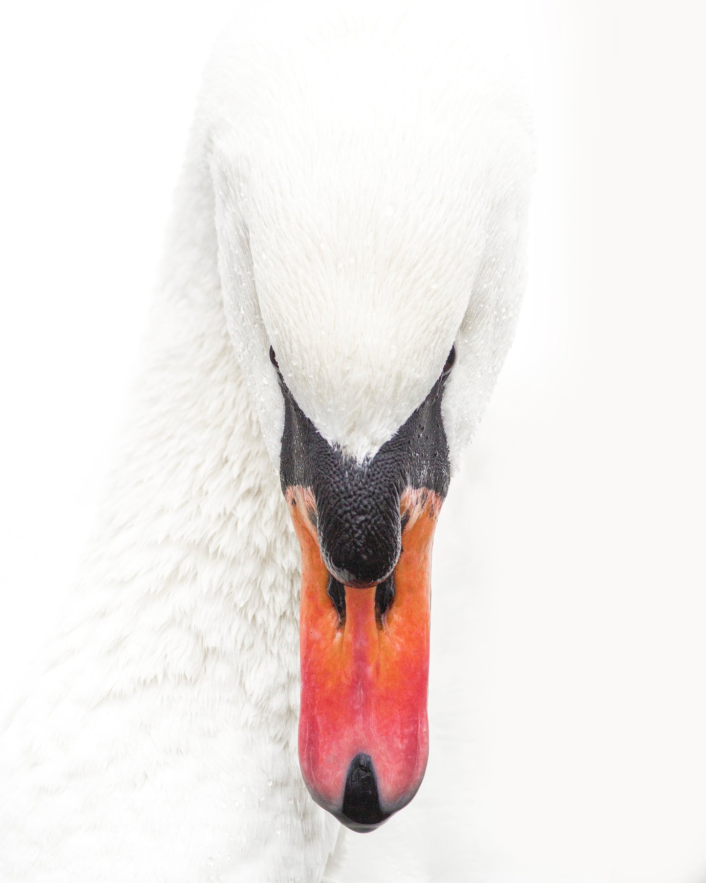 Mute Swan