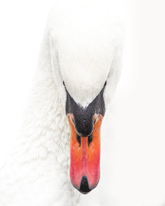 Mute Swan