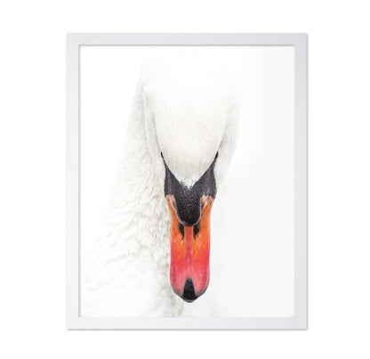 Mute Swan