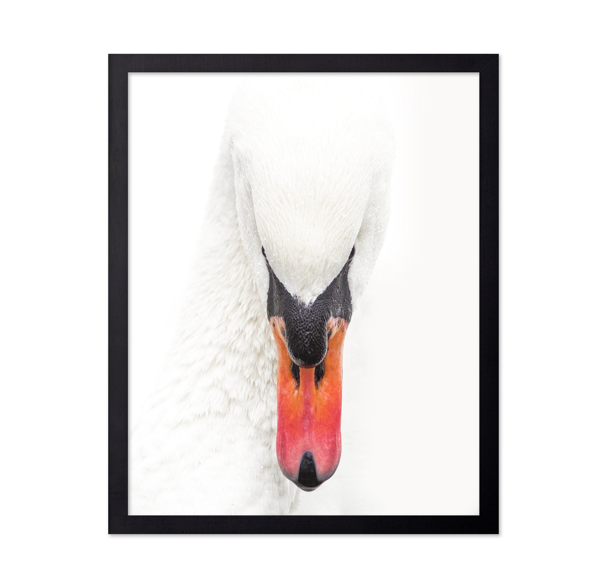 Mute Swan
