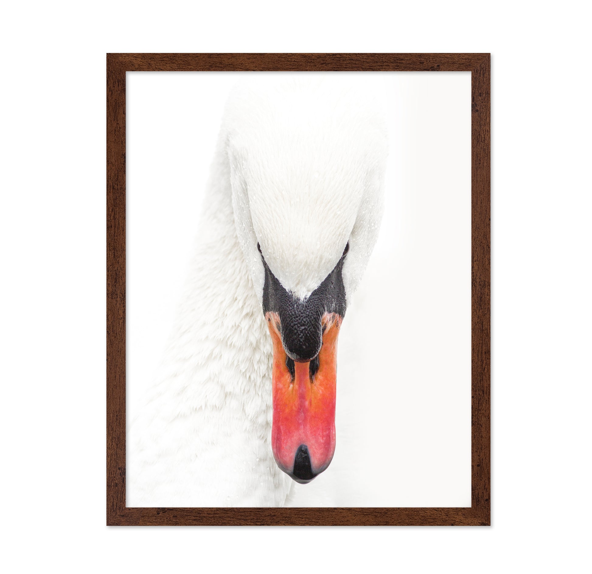 Mute Swan