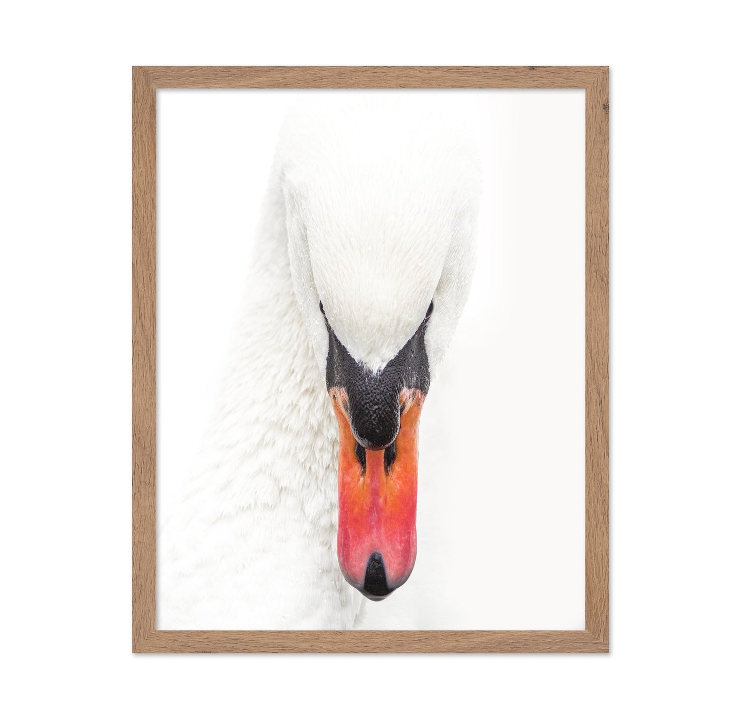 Mute Swan