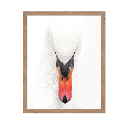 Mute Swan