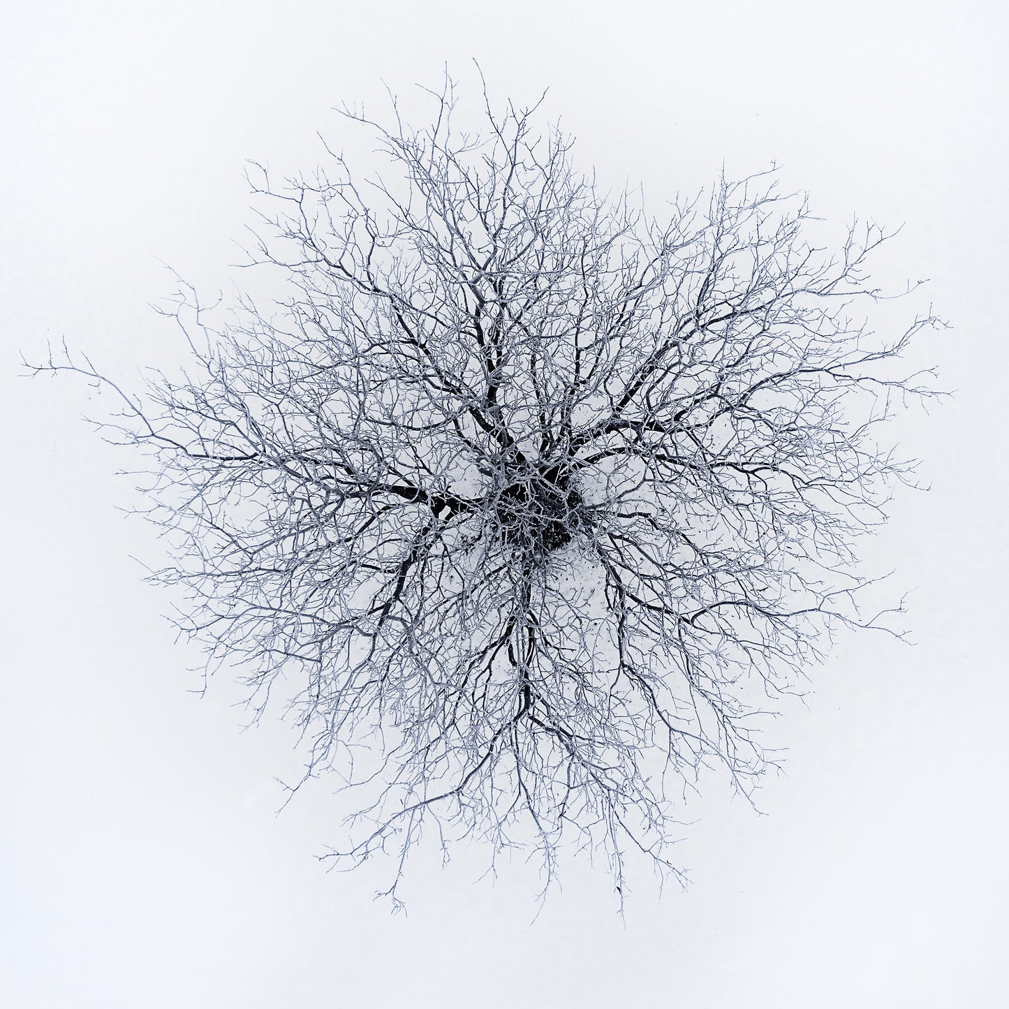 Dendrites