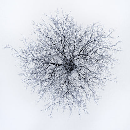 Dendrites