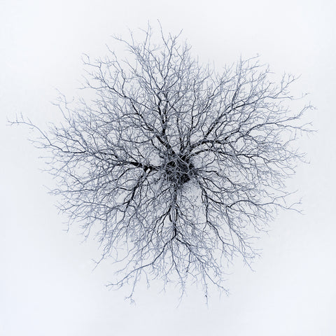 Dendrites
