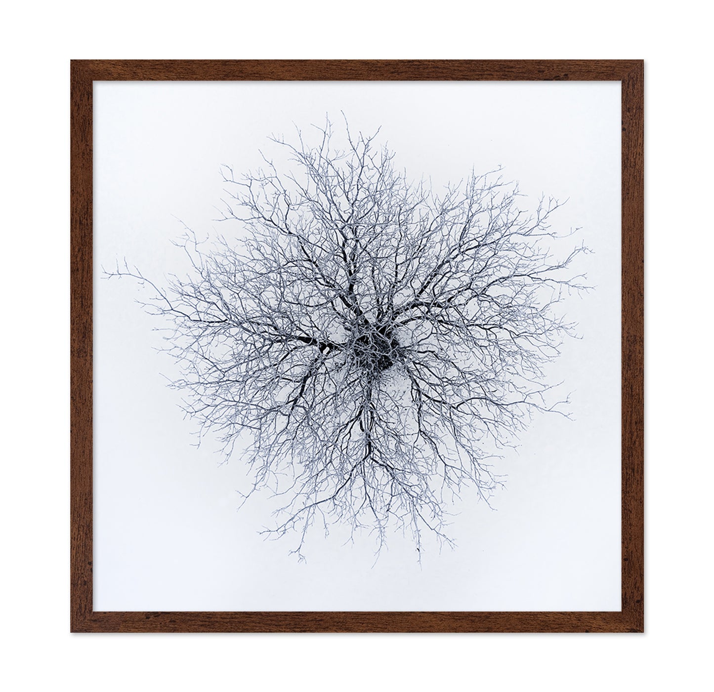 Dendrites