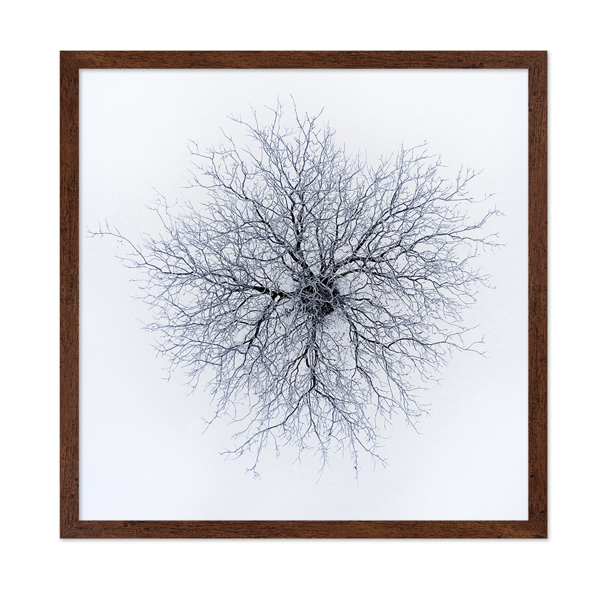 Dendrites