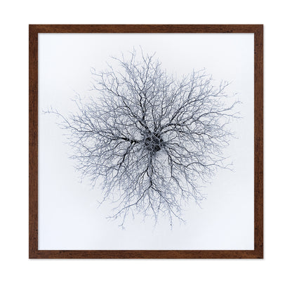 Dendrites