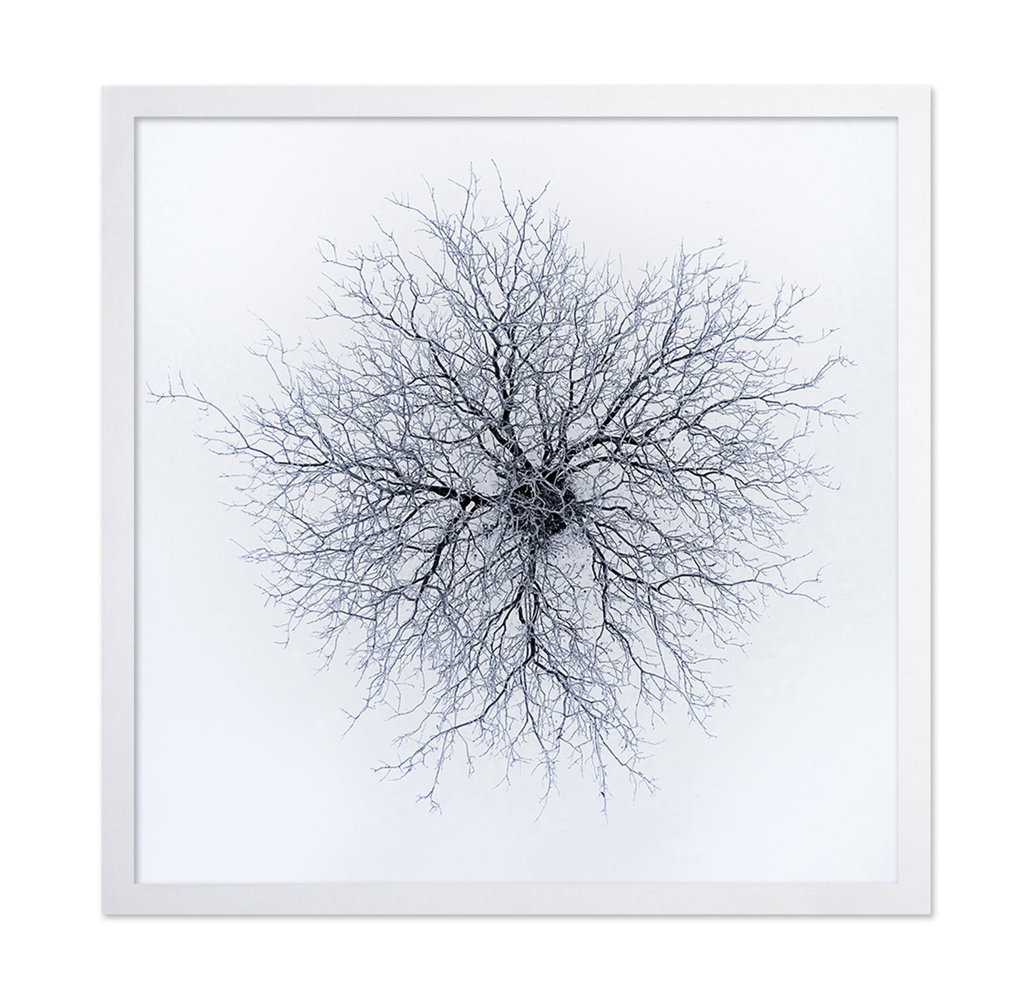 Dendrites