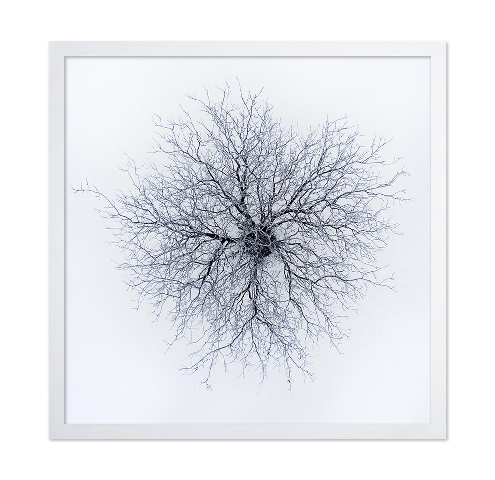 Dendrites