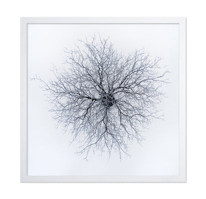 Dendrites