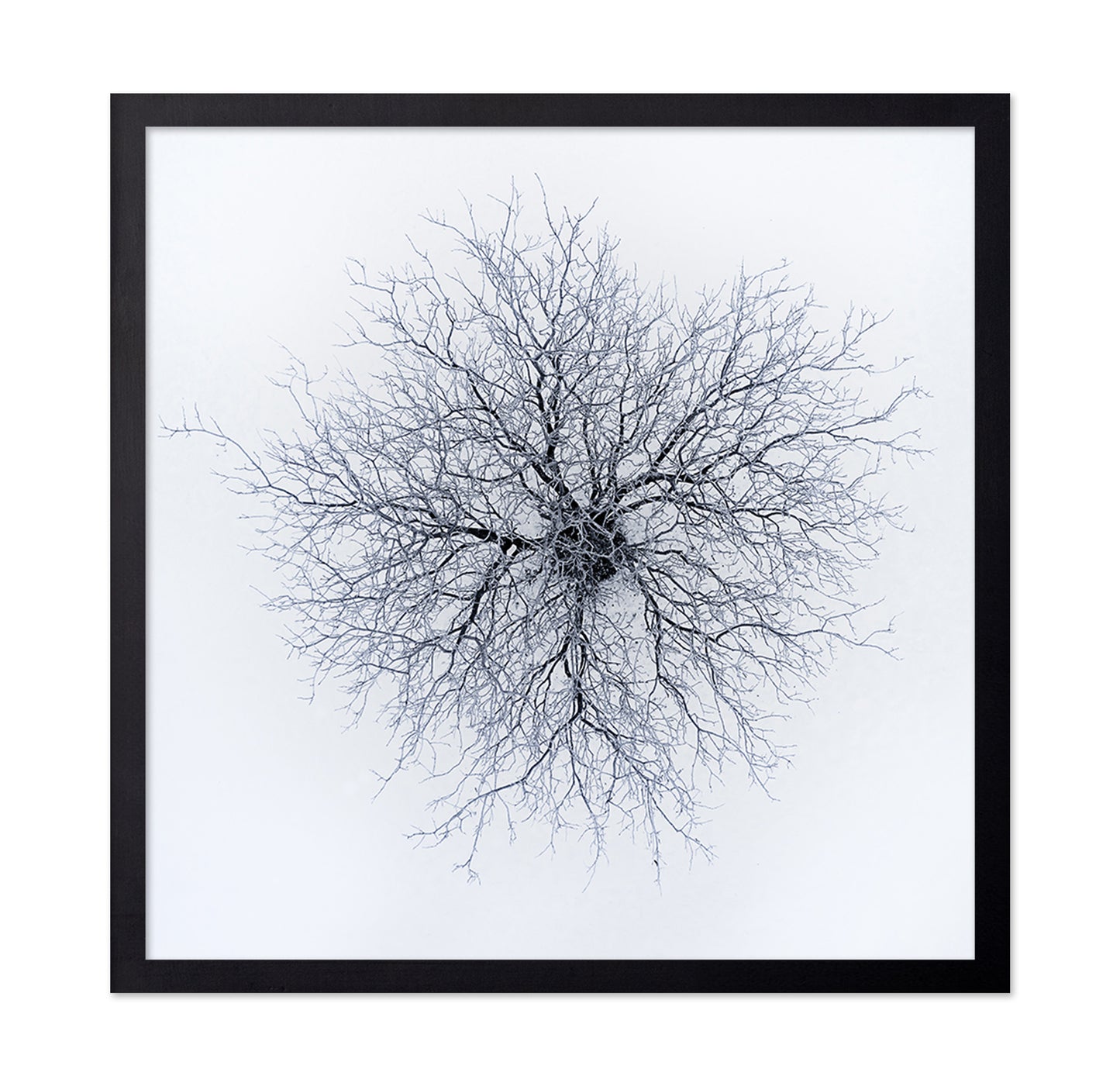 Dendrites