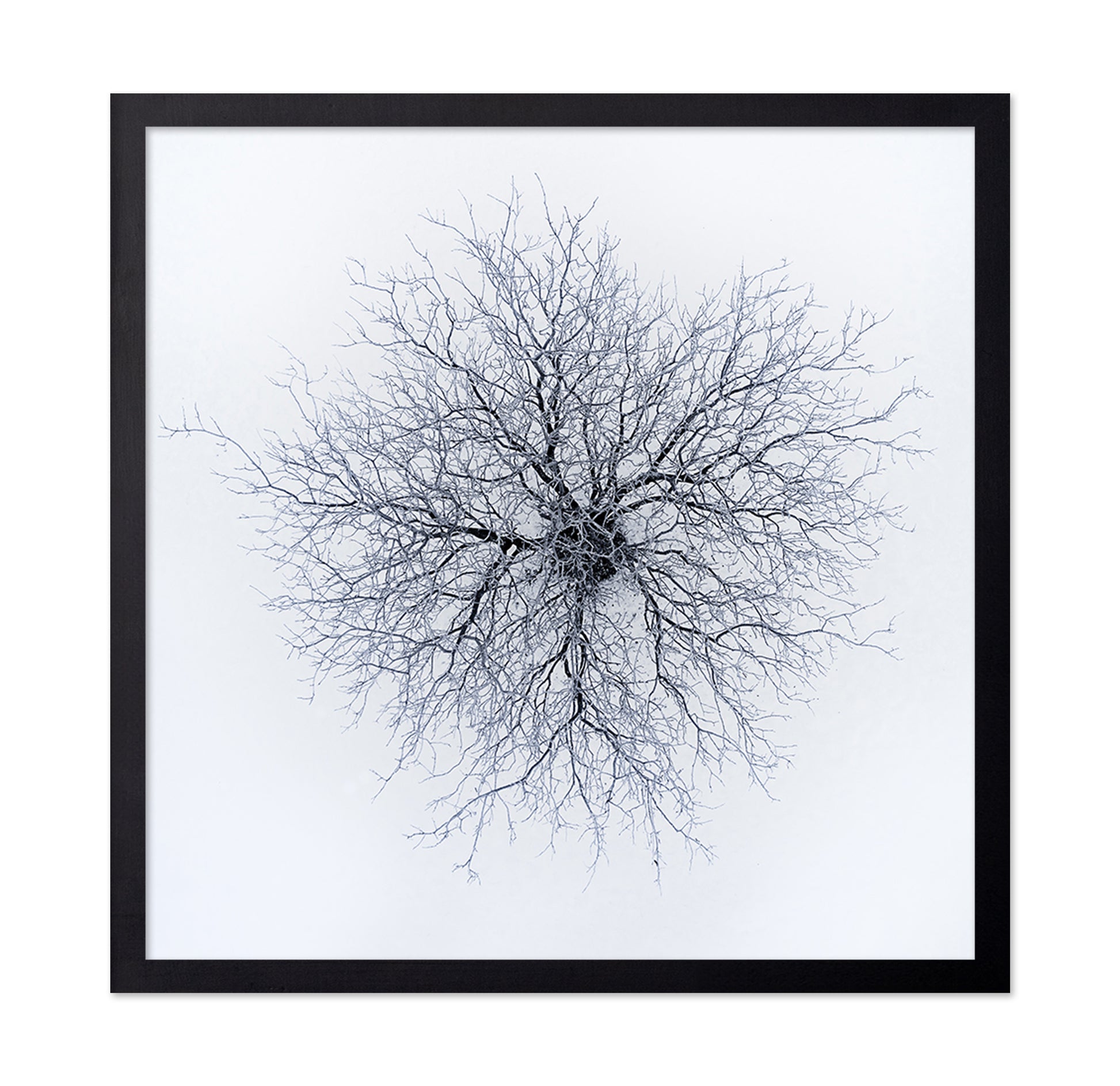Dendrites