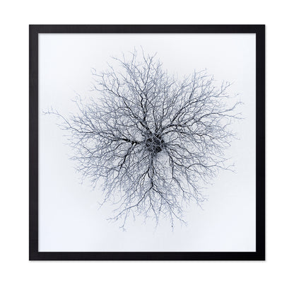 Dendrites