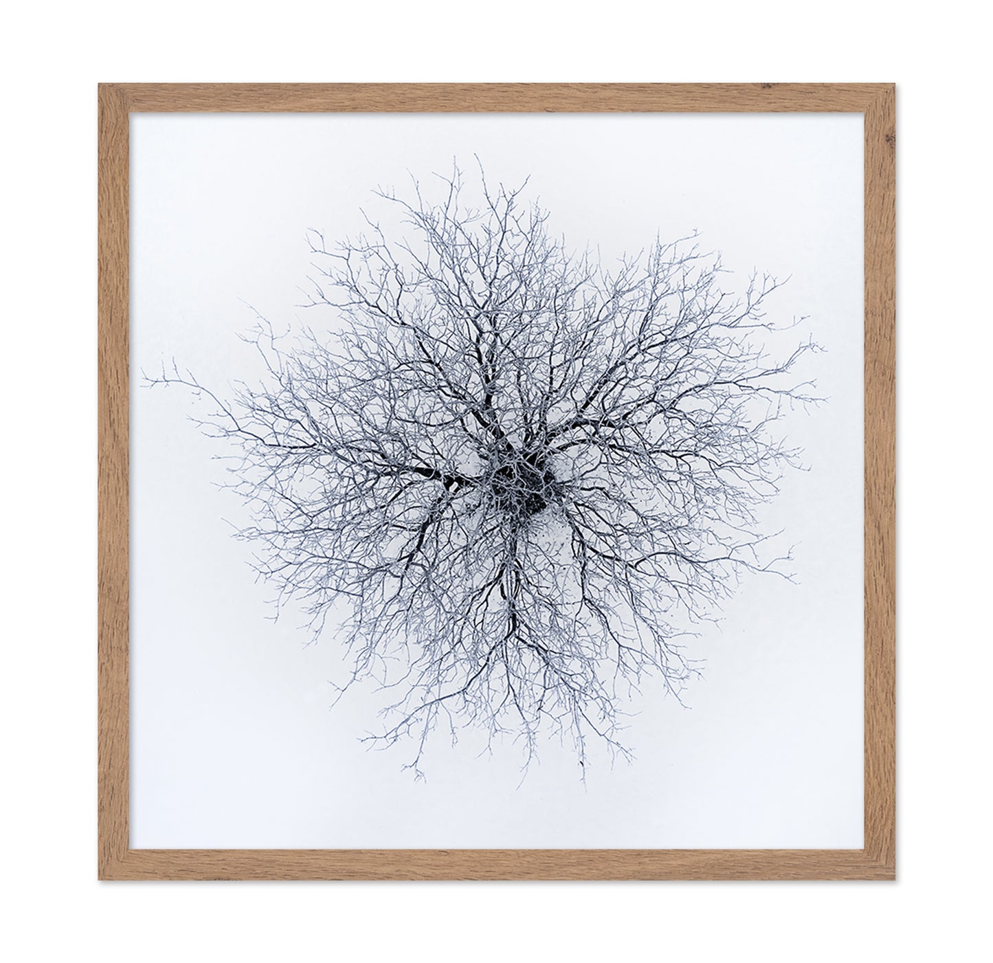 Dendrites