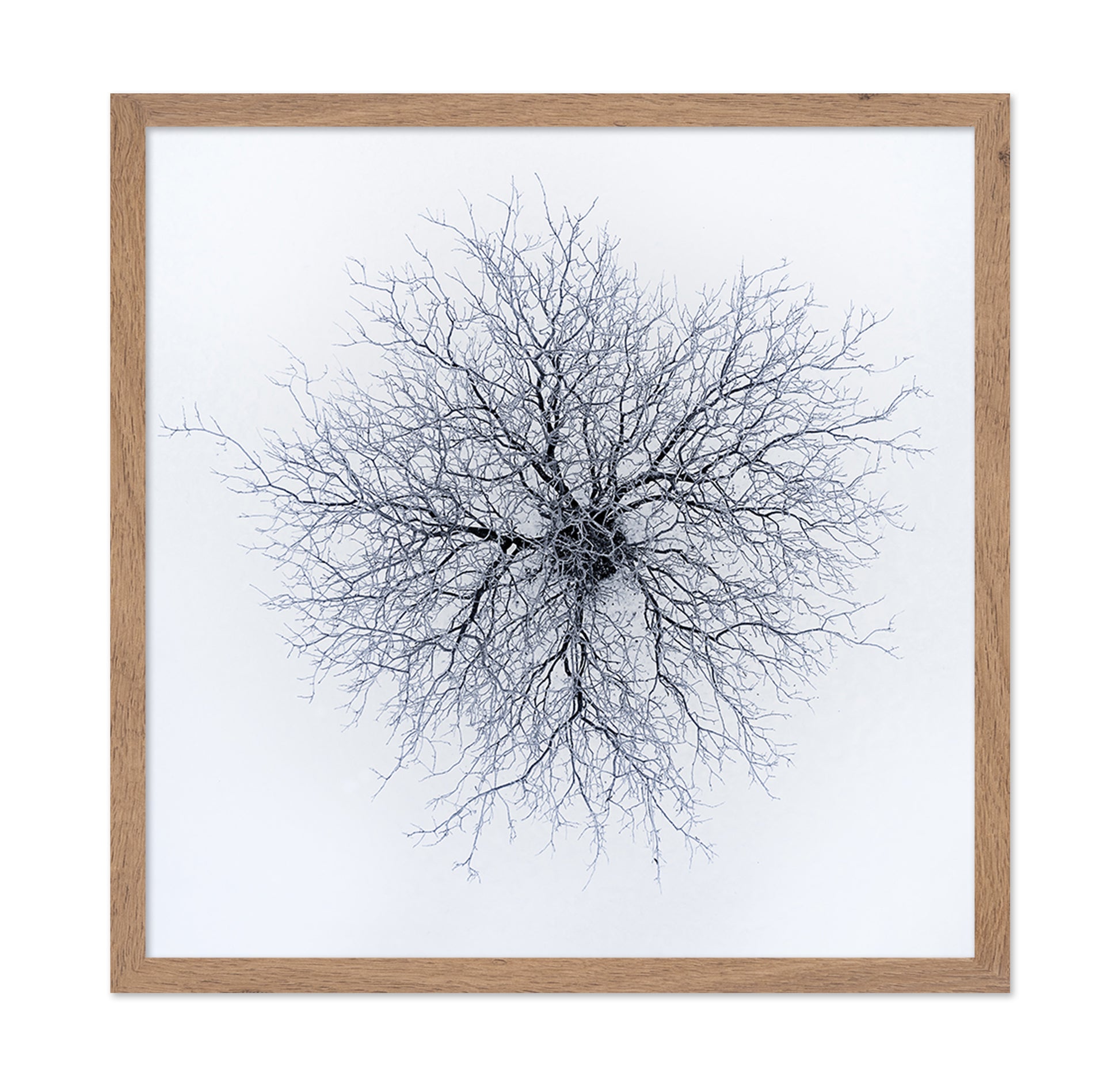 Dendrites