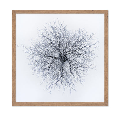 Dendrites