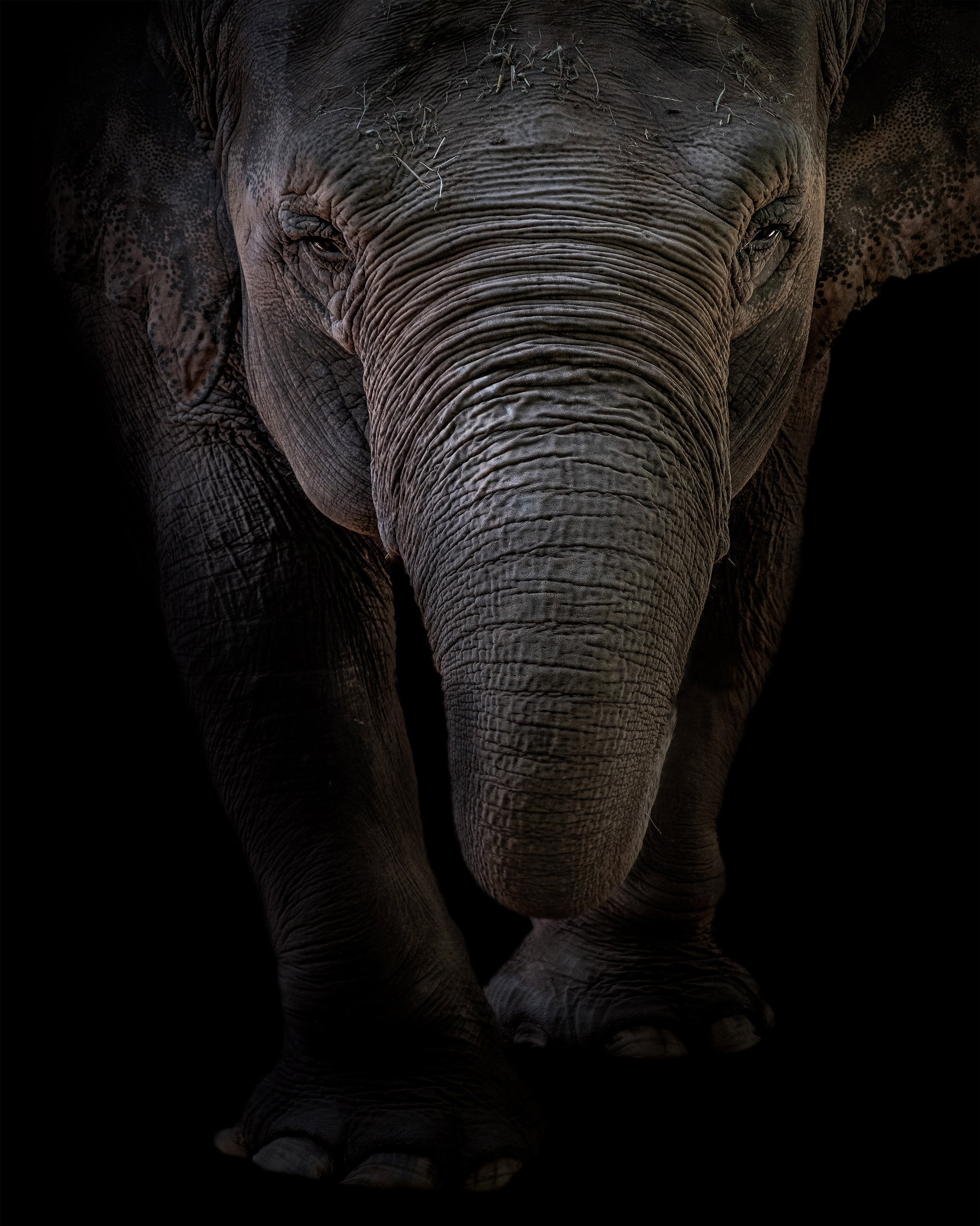 Dumbo