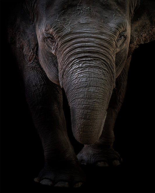 Dumbo