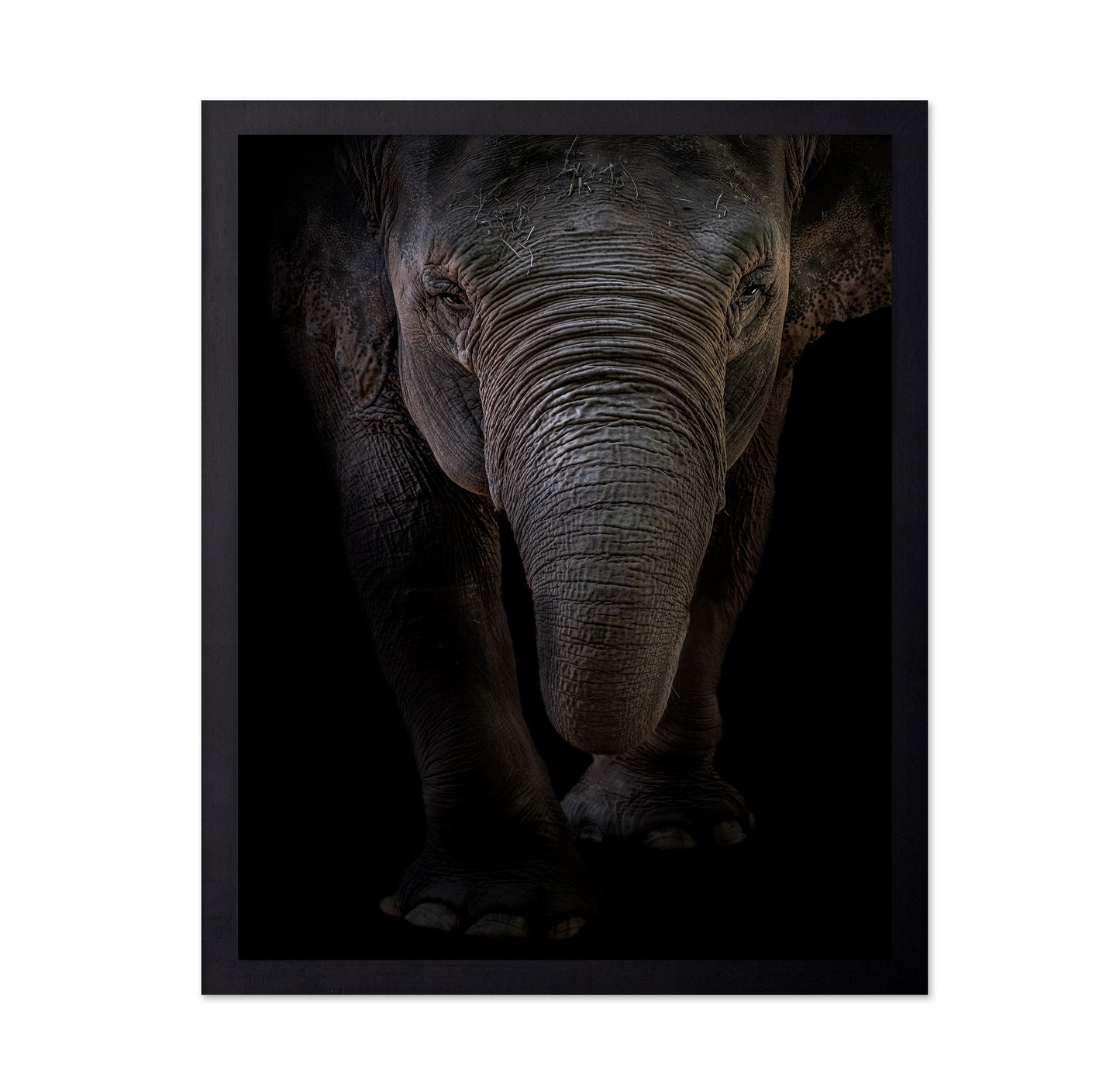 Dumbo