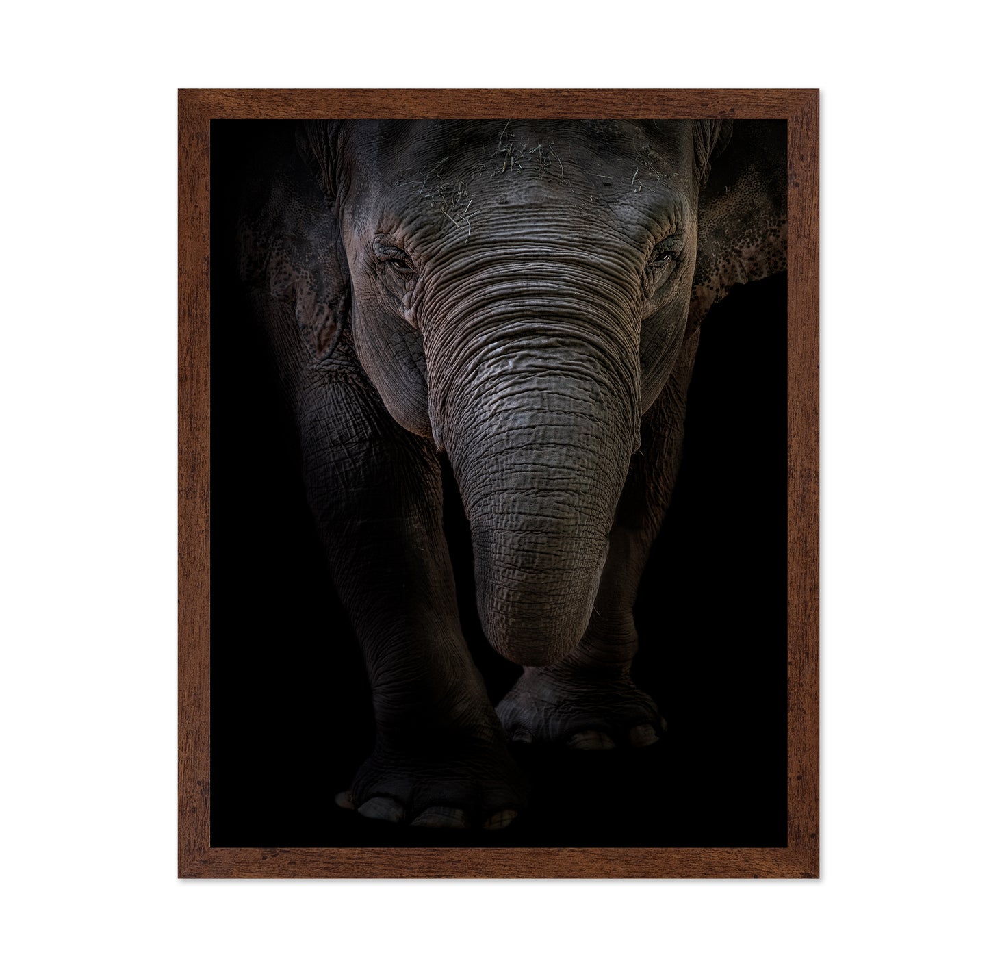 Dumbo