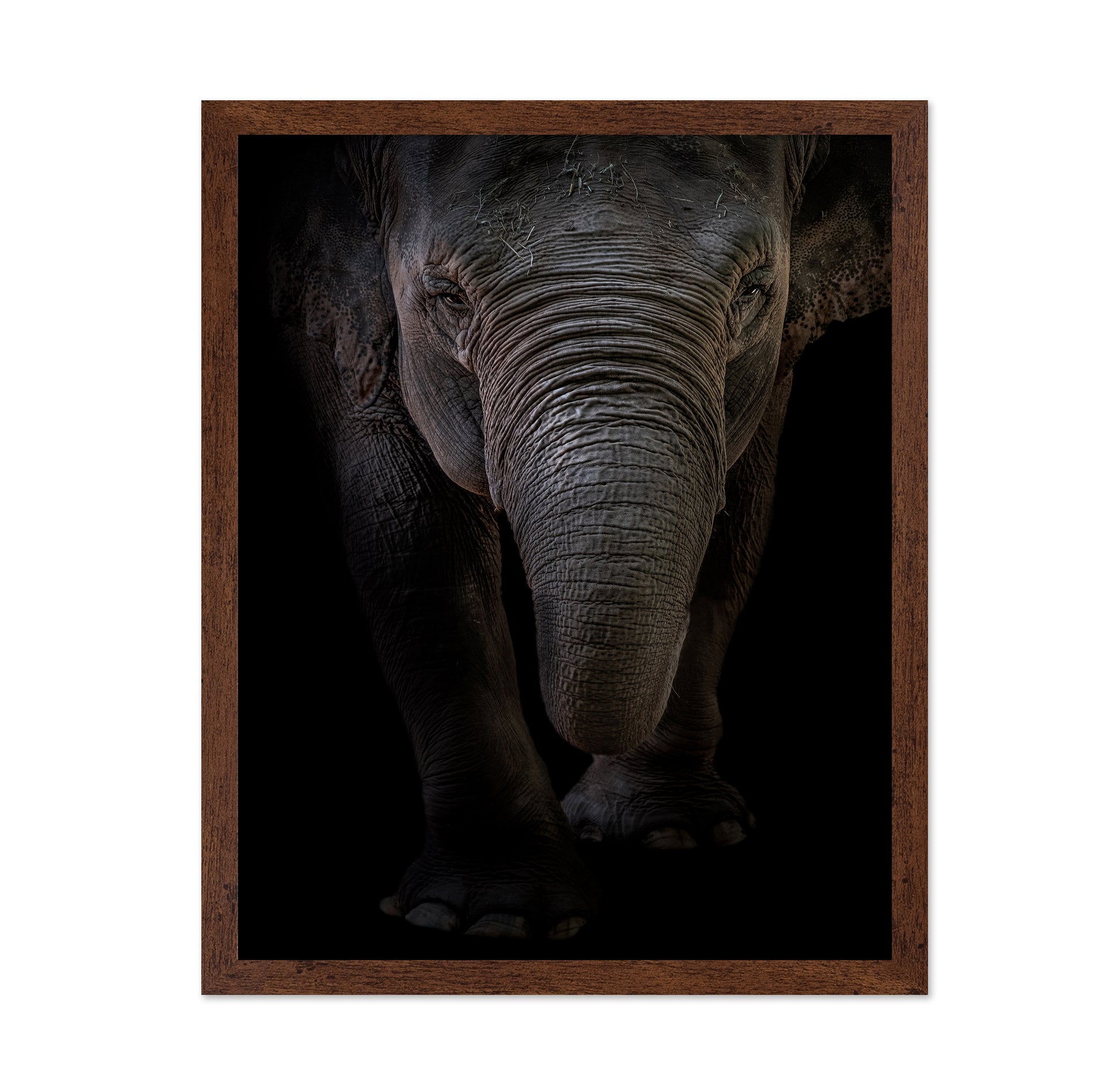 Dumbo