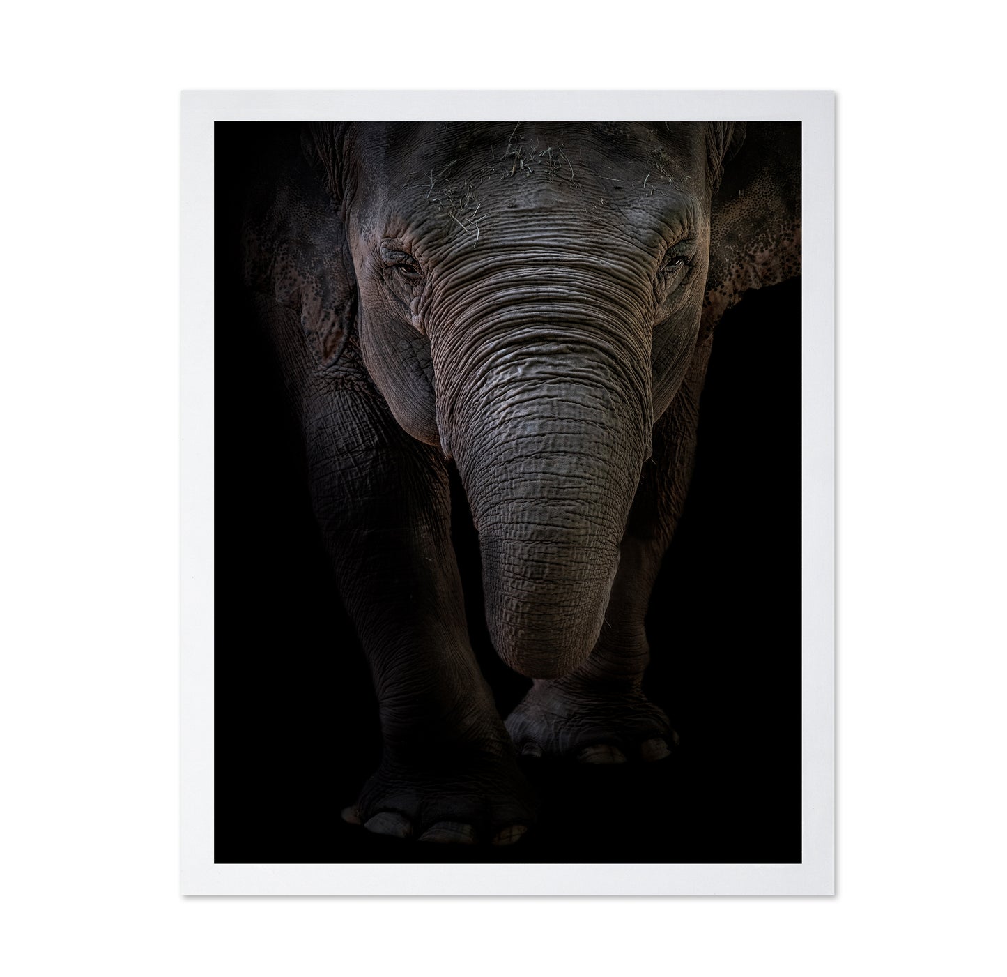 Dumbo