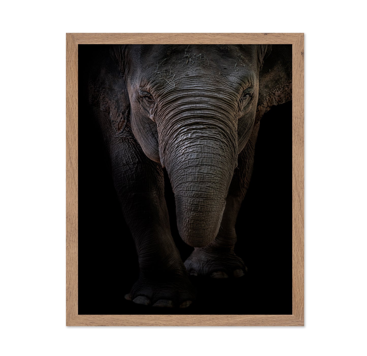 Dumbo