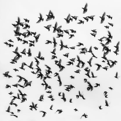 The Great Migration