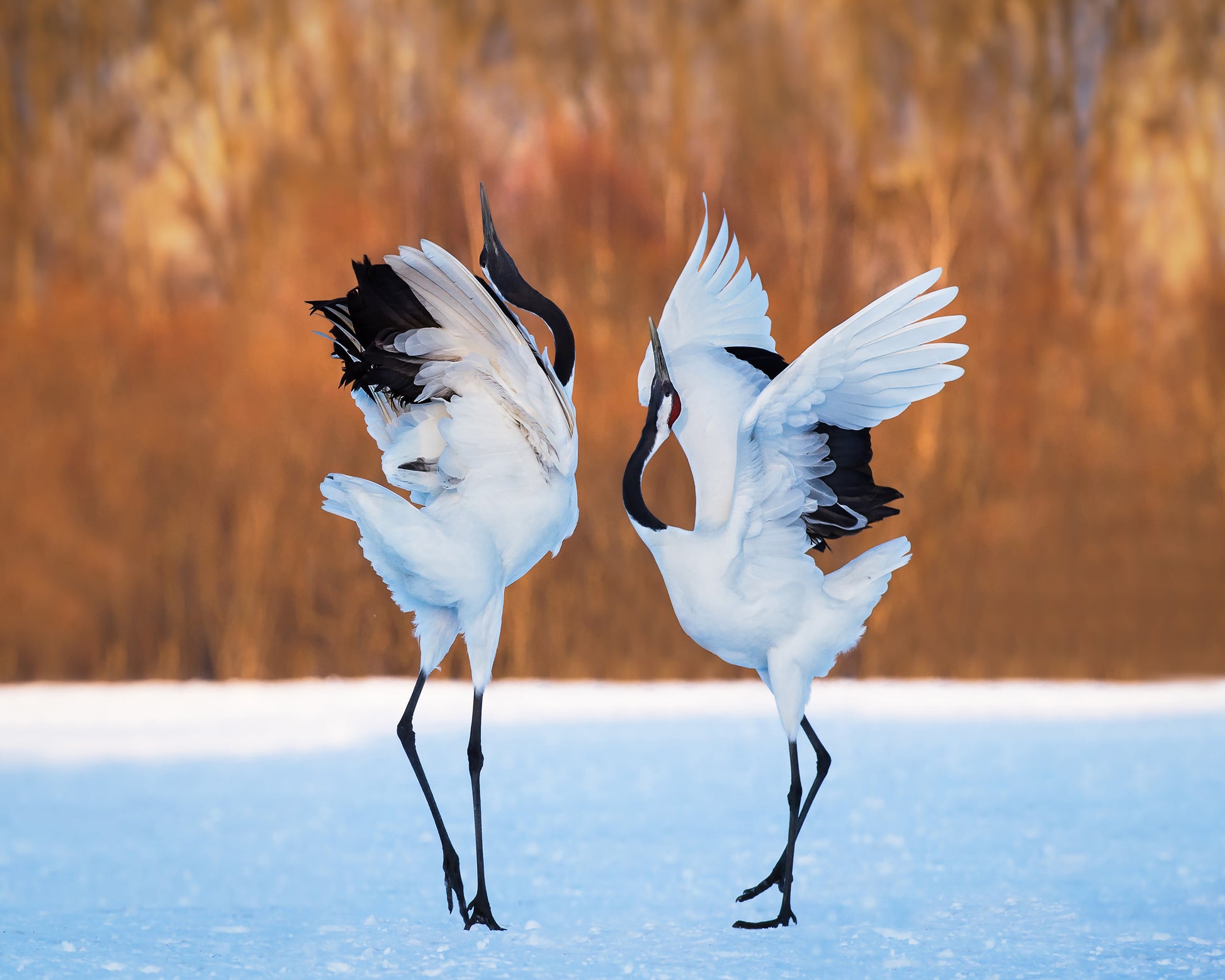 The Dance Of Love