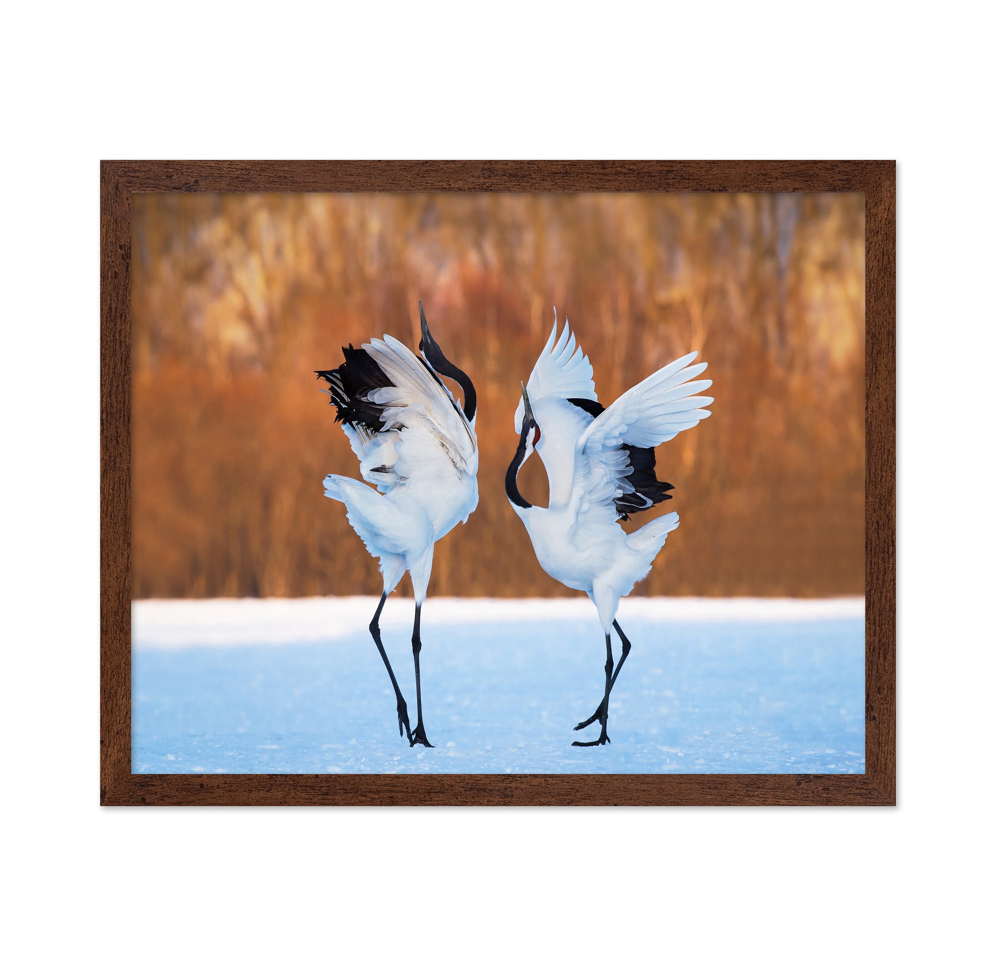 The Dance Of Love