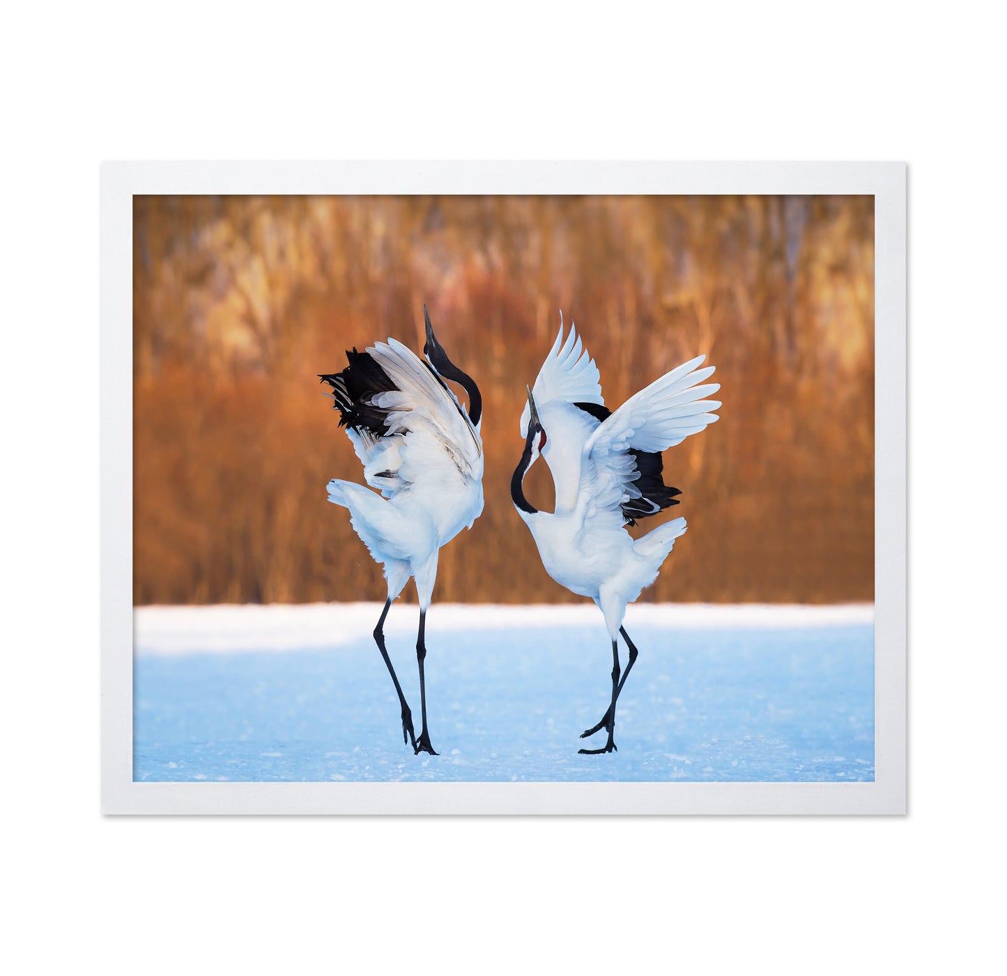 The Dance Of Love