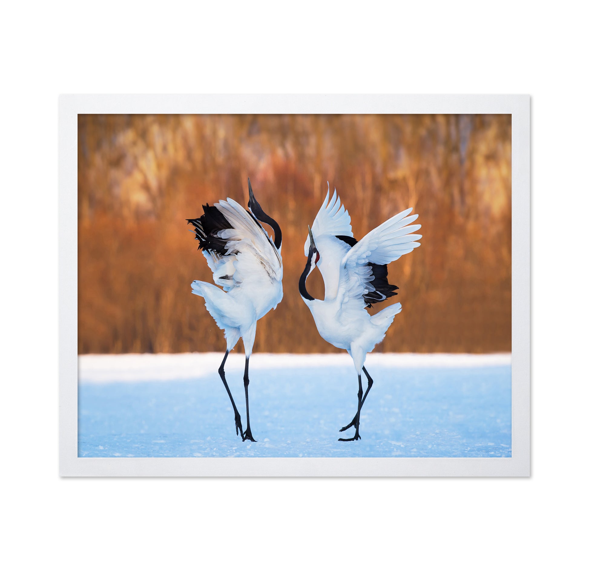 The Dance Of Love