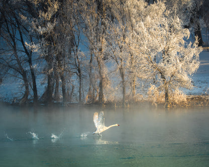 Spirit Of A Swan