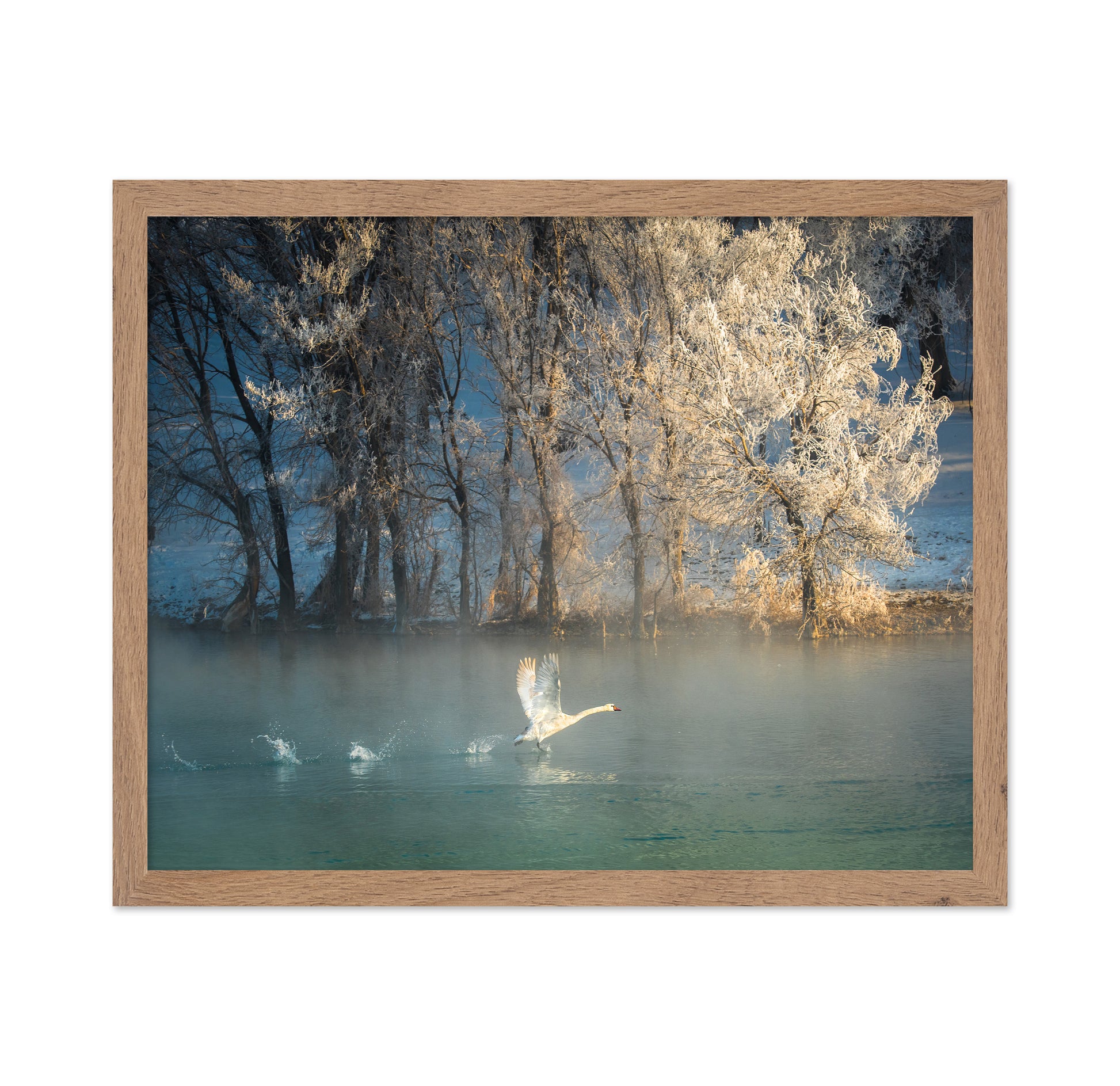 Spirit Of A Swan