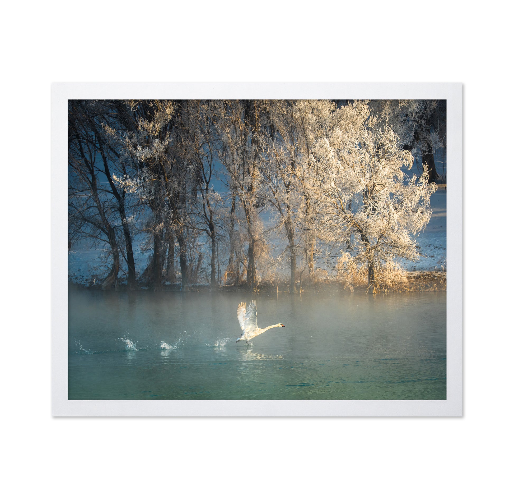 Spirit Of A Swan